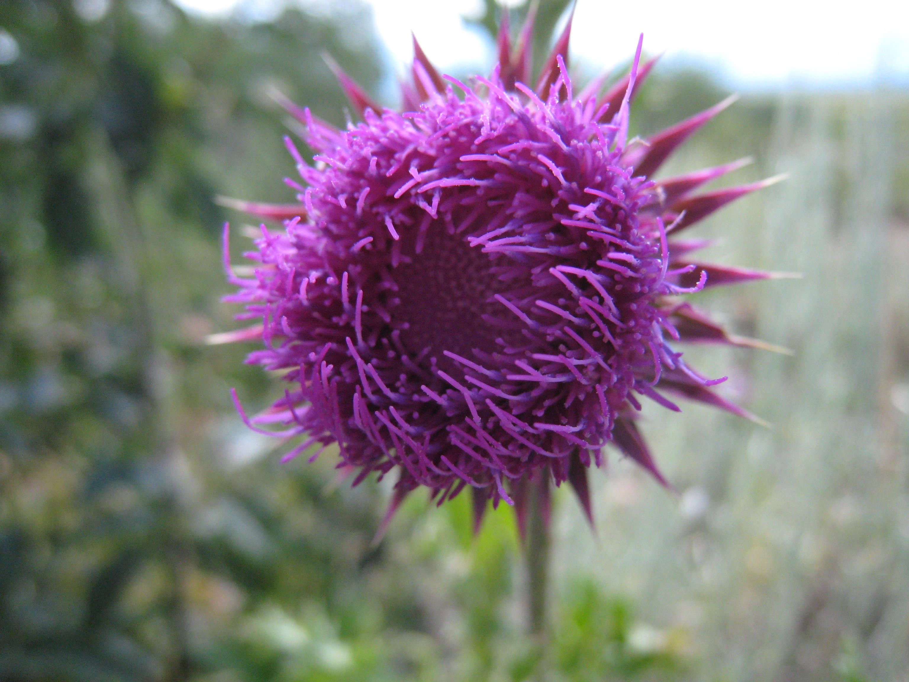 Wild Weed: Psychedelic Road Show