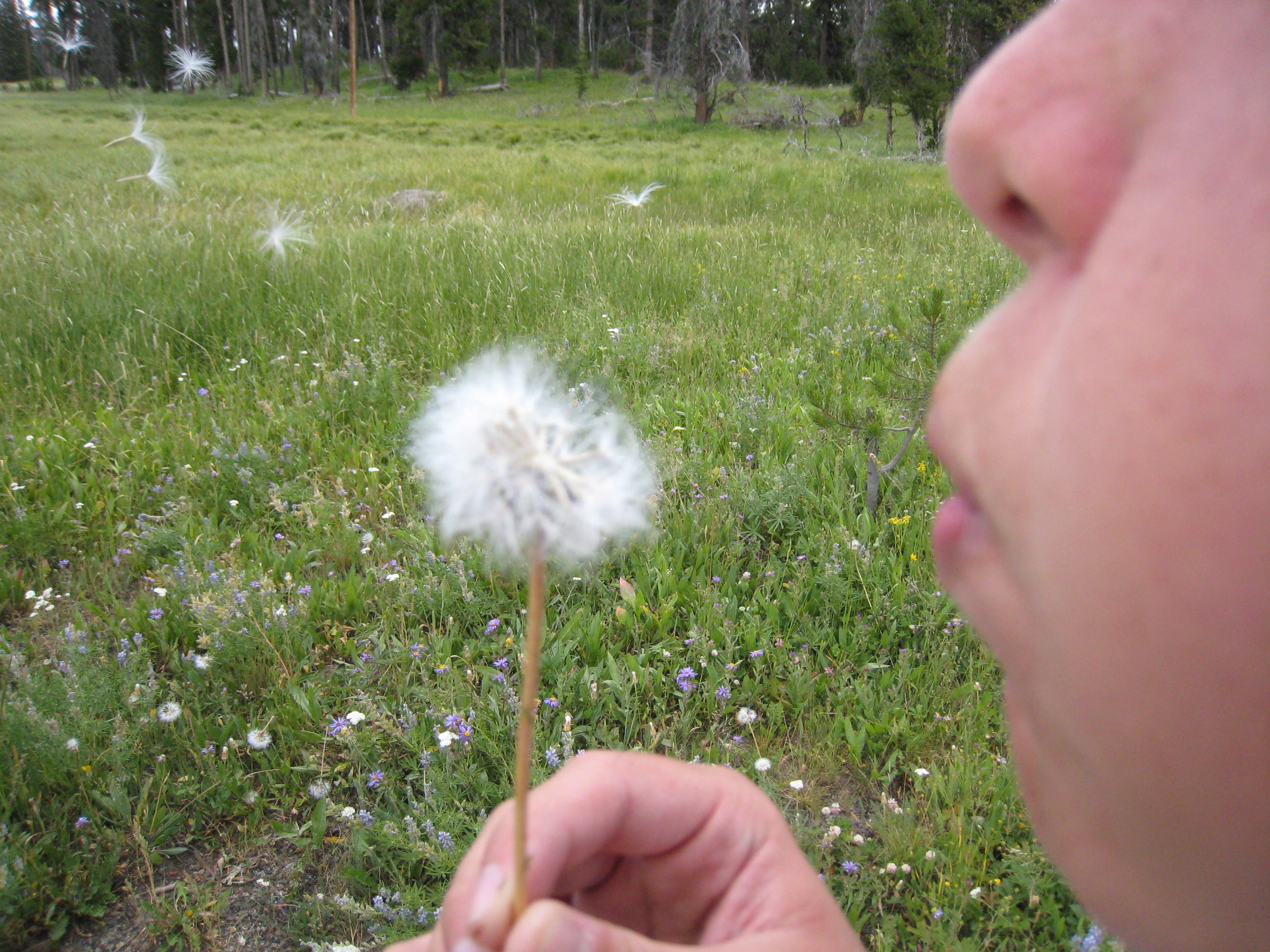 America’s National Parks: 4th Grade Family Freebie