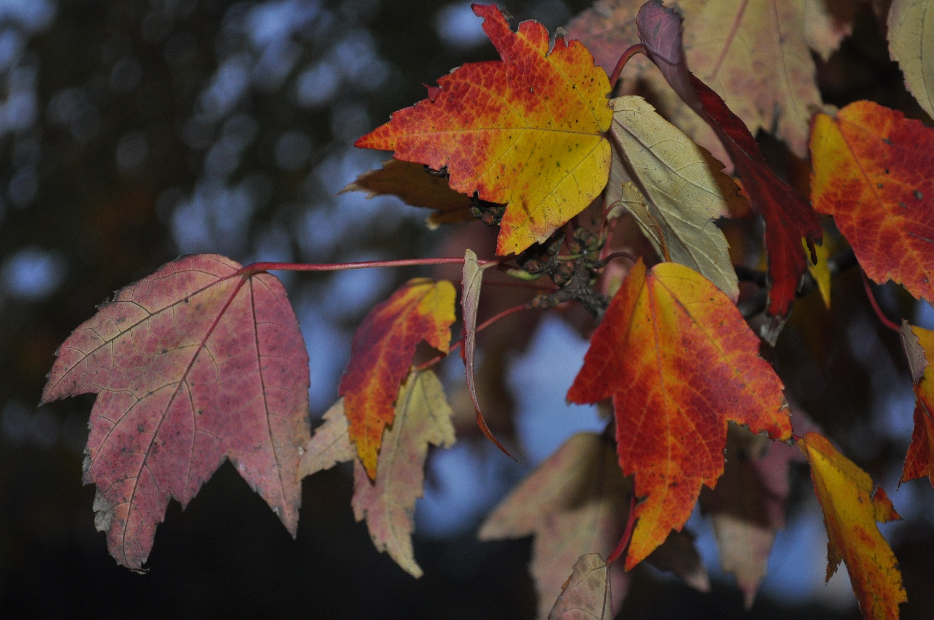 Leaf Peeping Season Is Here