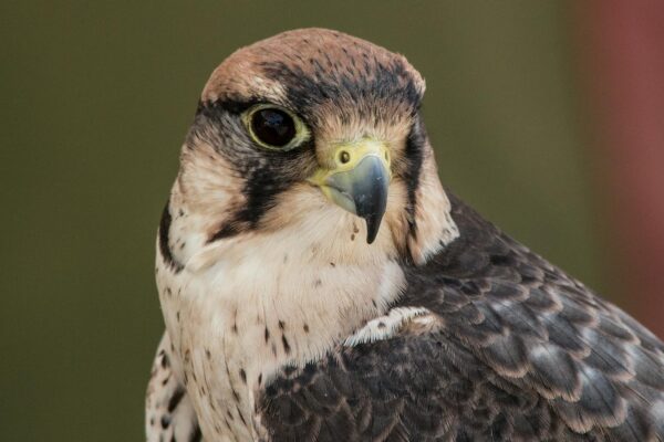 close up photo of a lanner falcon