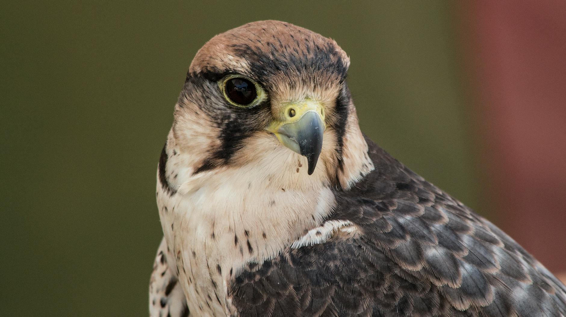 close up photo of a lanner falcon