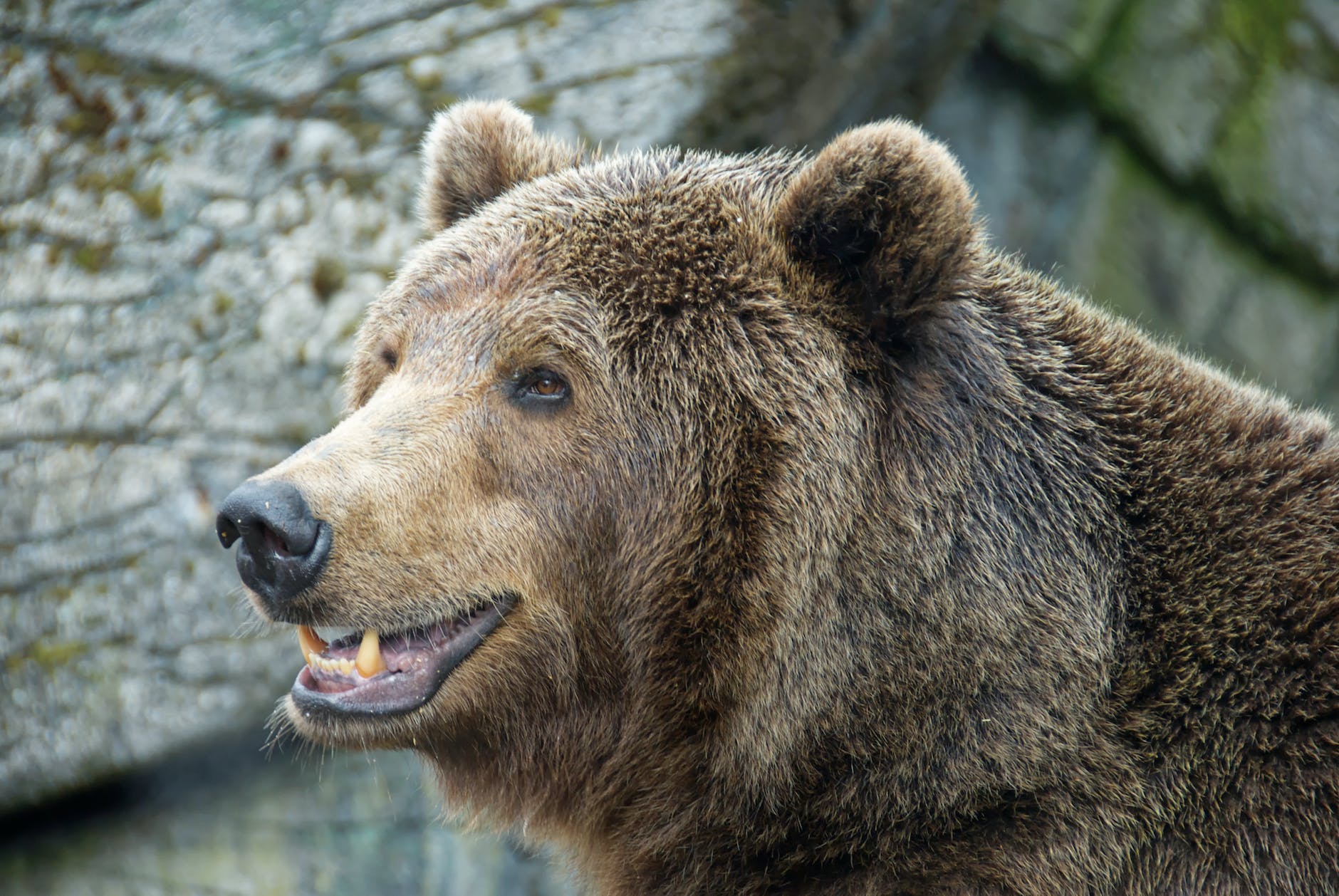 close up photo of a grizzly bear