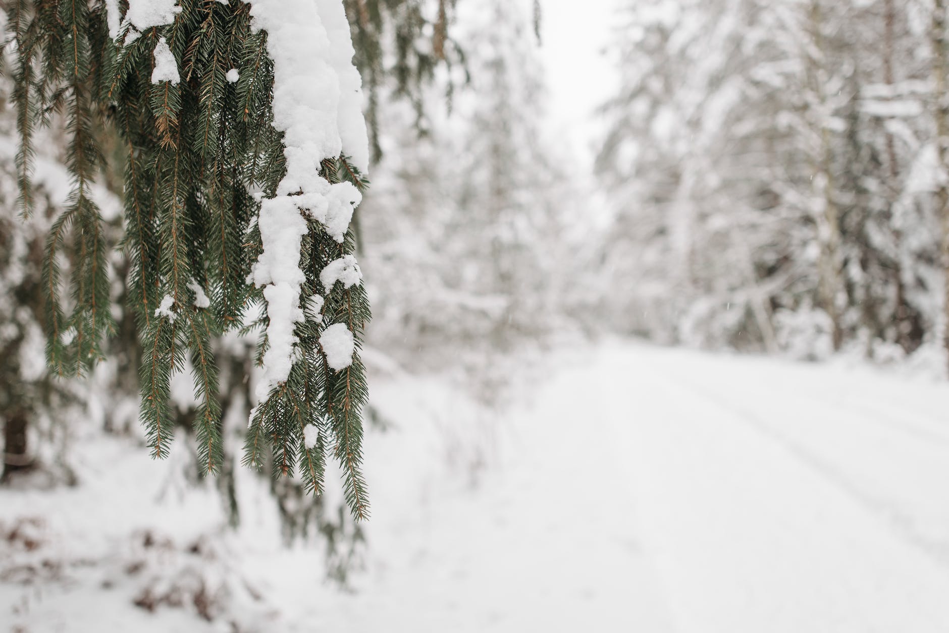 green pine tree covered with snow in close up photography