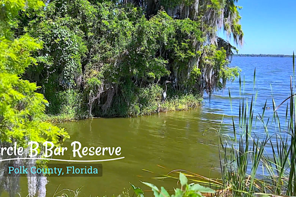 Hiking Florida’s Swampland: Exploring A Biodiverse Ecosystem of Natural Wonders And Surround Sound