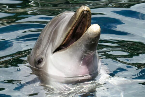 A Dazzling Dolphin Moment dolphin s head in the surface