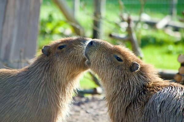 Insane Animal Tricks: So Just How Do You Train Beavers To Do This? beavers in a forest