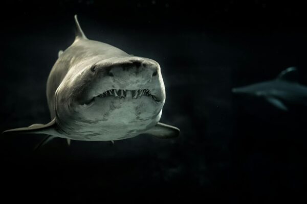A Fisherman’s Graphic Warning Video: Florida Everglades Are Shark Hunting Grounds. Stay Out Of The Water! selective photo of gray shark