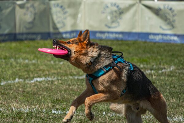 This Dog Can Soar! An Animal-Human Connection Bound By Loyalty close up shot of a german shepherd dog catching the frisbee