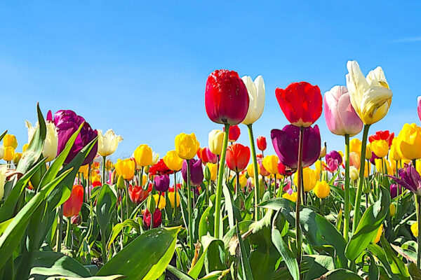 Tulip Mania: A Dutch Wonderland In The USA