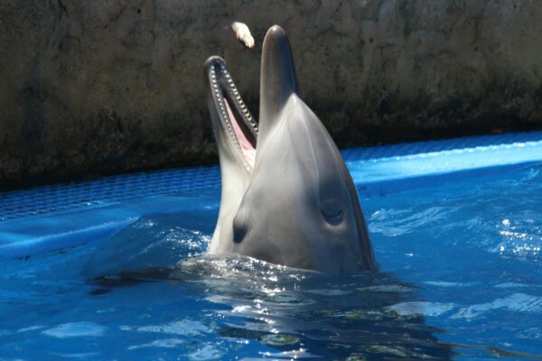 Viral Video: Wild Playful Dolphin Has Amazing Basketball Skills gray dolphin on blue water