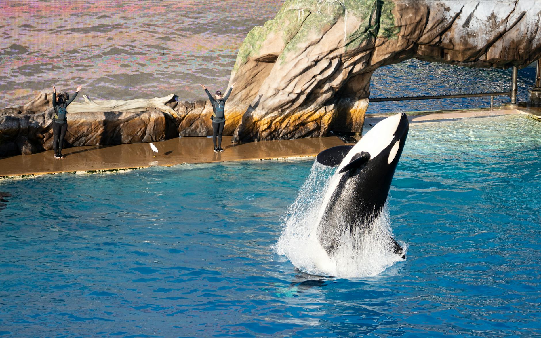 a black and white whale on blue water